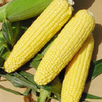 デキストリン(食べるダイエット)