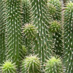 フィーディア(食べるダイエット)